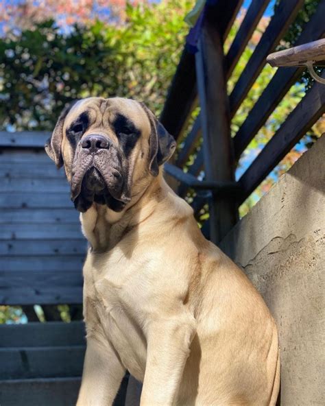 15 Cool Facts About Old English Mastiffs