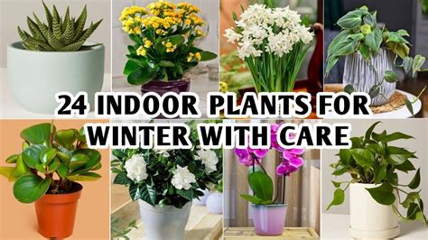 24 Best Indoor Winter Plants With Care Winter Indoor Plants To Grow