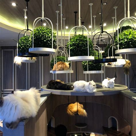 Get your fix of fluffy love at the hapi neko cat cafe where a variety of eager felines await some play time. Cat Cafe MoCHA, Tokyo, Japan | Kahvila