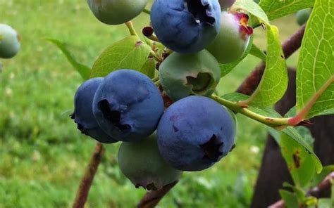 Buy Climax Rabbiteye Blueberry Plants For Sale Online From