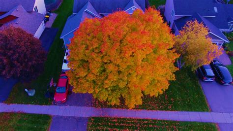 High hedges, trees and boundaries. Neighbors Tree in 4k! - YouTube