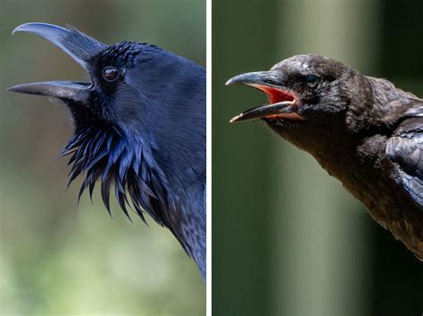What Is The Difference Between A Crow And A Raven Geography Realm