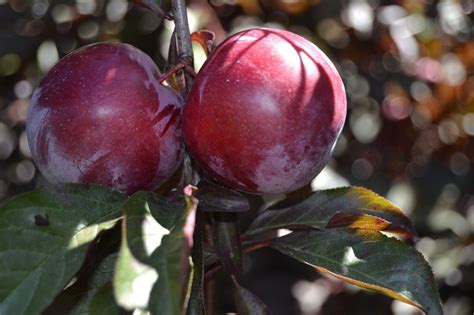 Its flavor when fully ripe, is exquisite. 5 cuttings, RED CHERRY PLUM TREE - PRUNUS CERASIFERA ...