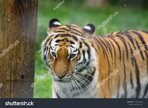 Tiger On Prowl Stock Photo 1159375846 Shutterstock