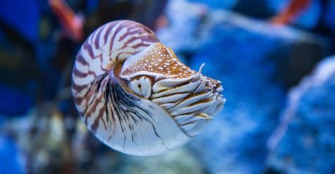 Top 10 Animals That Have Shells A Z Animals