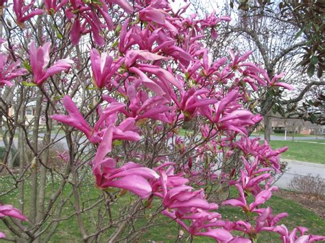 Little Girl Magnolias Avoid Early Spring Frosts What Grows There