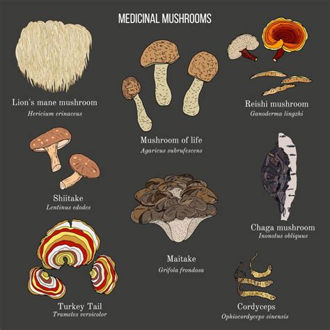 Reishi Mushroom Benefits For Immunity And Depression Fresh N Lean