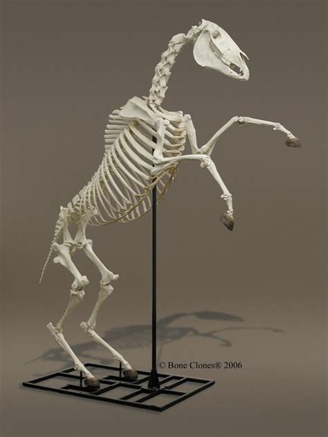 Articulated And Disarticulated Horse Skeleton Sc 125 A Sc 125 D