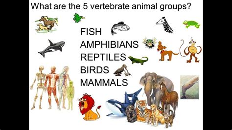Animal Kingdom Classification Of Organisms On Earth Living