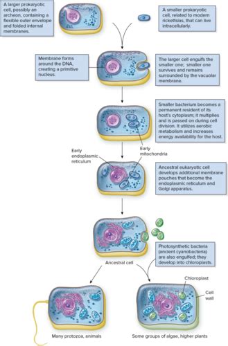 Intro To Microbiology Ch 1 1 Outline Flashcards Quizlet