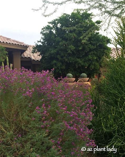Black Dalea Dalea Frutescens Blooms In Fall And Is Drought Tolerant
