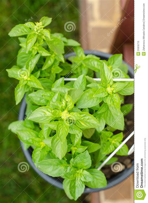 Basil Plant In A Pot Stock Image Image Of Vegetarian 31816715
