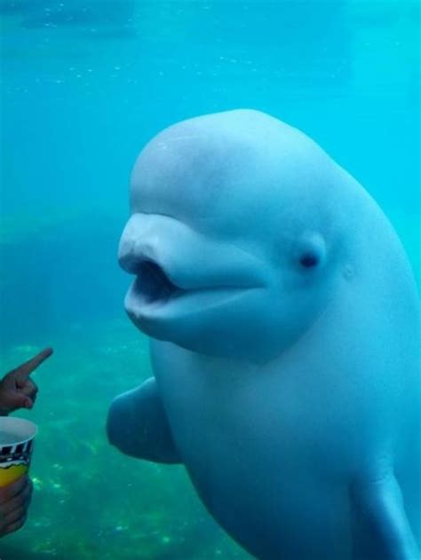 Dar Thechive Beluga Whale Whale Pictures Beluga