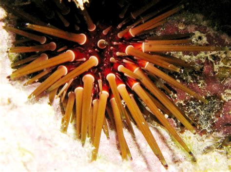 Reef Urchin Echinometra Viridis Belize Photo 3 Caribbean Reefs