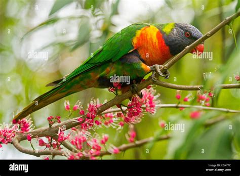 Brightly Coloured Rainbow Lorikeet Australian Parrot In The Wild Among