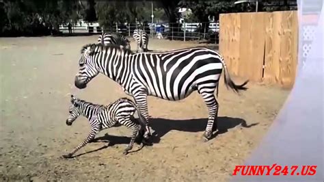 Zebra Giving Birth Live Animals Giving Birth Youtube