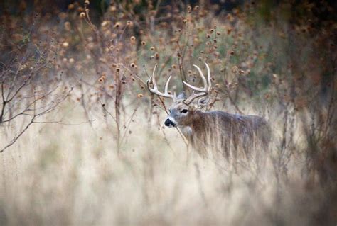 Top 8 States For Non Resident Deer Hunting Deer Hunting Animal