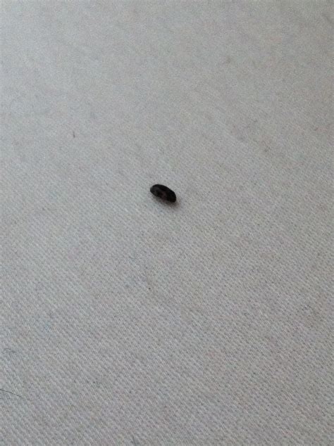 Bett online kaufen auf westwingnow. kleines schwarzes käfer ähnliches insekt? (Insekten ...