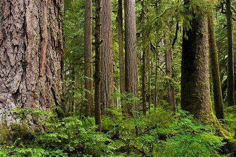 Ancient Forest Complexity Carbon River Mount Rainier National Park