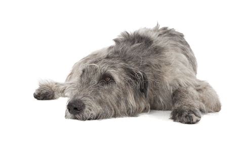Irish Wolfhound Stock Image Image Of Loyal Animal Friendship 34603117