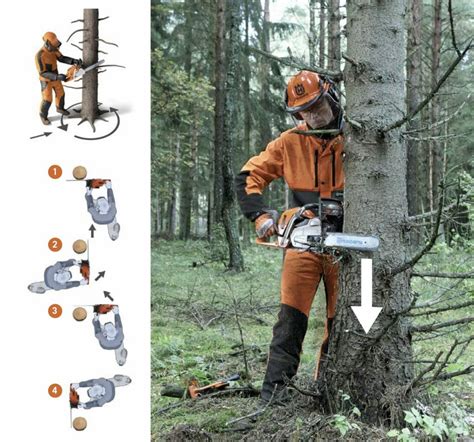 Not only does it require climbing a ladder, but it also often requires operating a. How to prepare for felling a tree - Husqvarna Chainsaw Academy