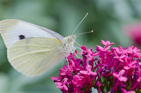 White Butterfly By Halfhandau On Deviantart