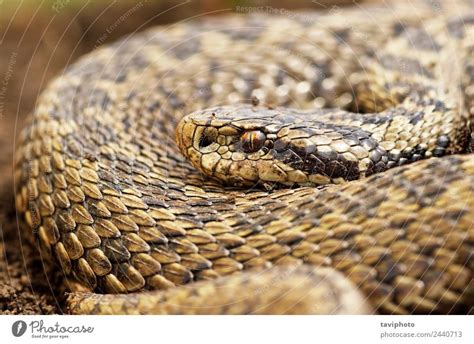 Female Meadow Viper In Natural Habitat A Royalty Free Stock Photo