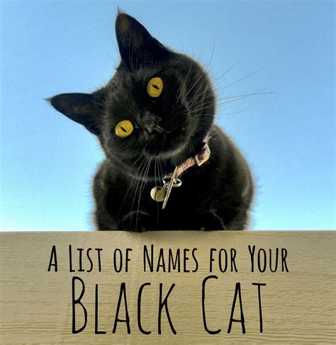 Cool Unique And Creative Names For Your Black Cat Cute