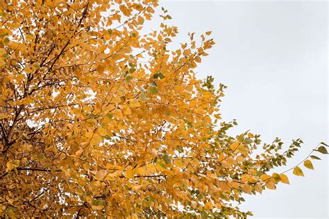 12 Trees With Brilliant Fall Color