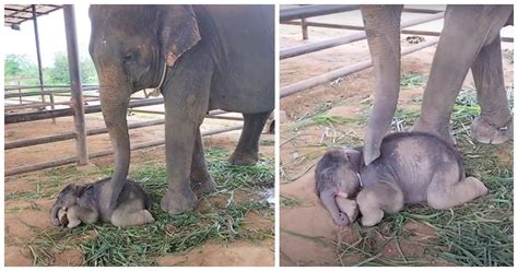 Mommy Elephant Wakes Up Her Sleepy Baby Gently To Breastfeed It