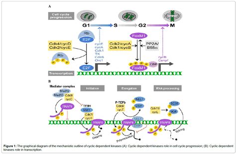 Maybe you would like to learn more about one of these? cancer-science-therapy-mechanistic-outline