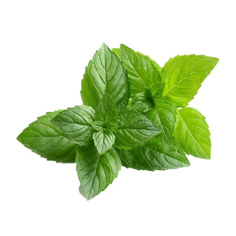 Peppermint Transparent Images Png Play