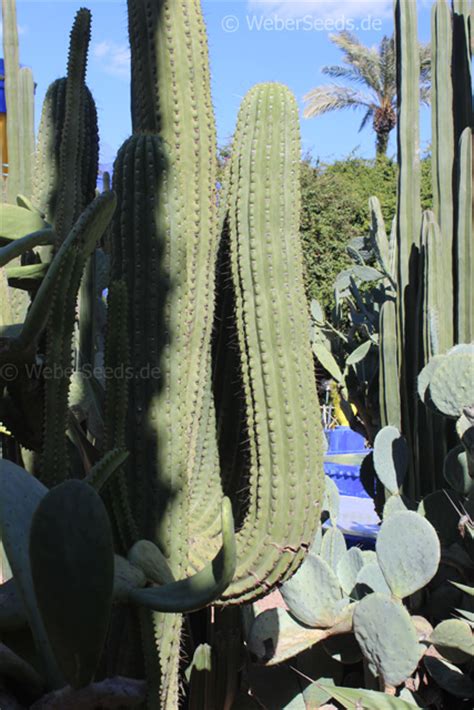 Trichocereus Terscheckii Cardon Grande Cactus Seeds Plants Dried