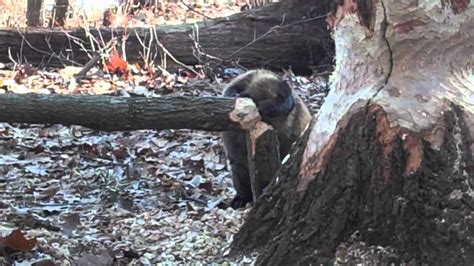 Beaver Cutting Oak Tree Youtube
