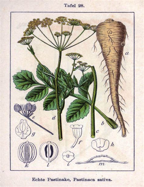 Botanical Illustration Of The Wild Parsnip Pastinaca Sativa L