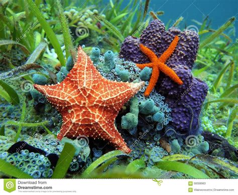 Starfish Underwater Over Colorful Marine Life Stock Photo