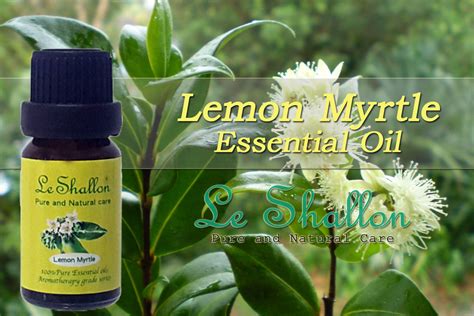 Lemon Myrtle Essential Oil Le Shallon Pure And Natural Care