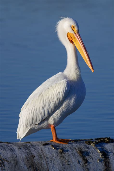 American White Pelican Pelecanus Erythrorhynchos Pet Birds Bird