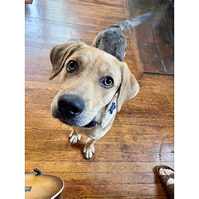 Browse thru our id verified puppy for sale listings to find if you are unable to find your puppy in our puppy for sale or dog for sale sections, please consider looking thru thousands of dogs for adoption. Memphis, TN - Catahoula Leopard Dog. Meet Salem a Pet for ...