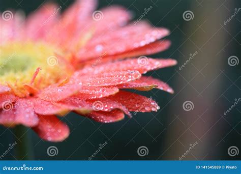 Gerbera Flower With Raindrop Stock Image Image Of Fresh Flower