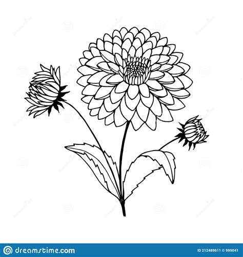 Dahlia Flowers Vector Stock Illustration Eps10 Hand Drawing Outline