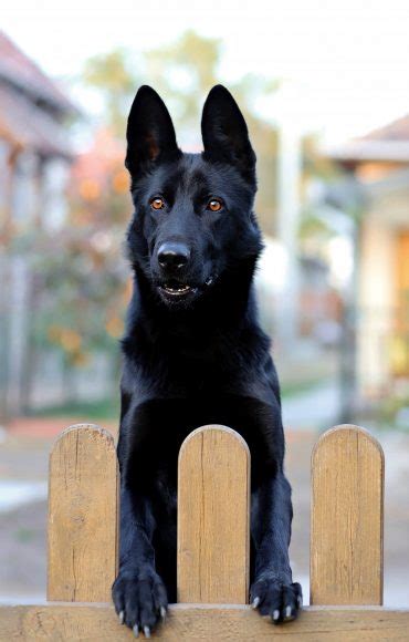 The Black German Shepherd A Guide To This Rare Dog K9 Web