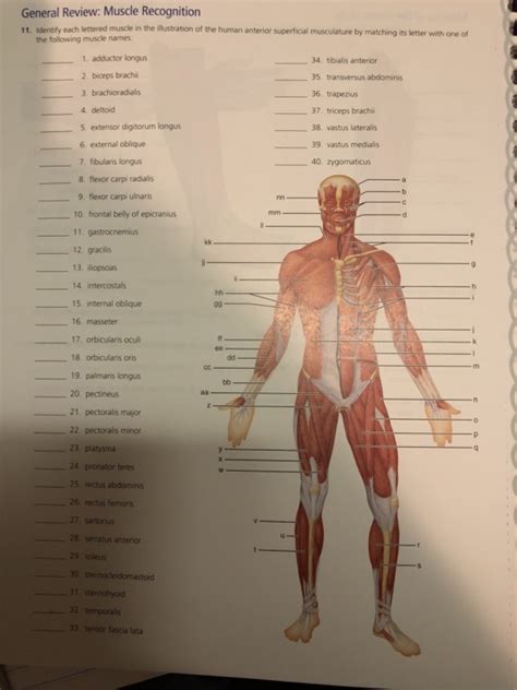 Explain how understanding the muscle names helps describe shapes, location, and. Solved: General Review: Muscle Recognition 11. Identify Ea... | Chegg.com
