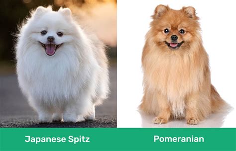 Japanese Spitz Vs Pomeranian Key Differences With Pictures Dogster