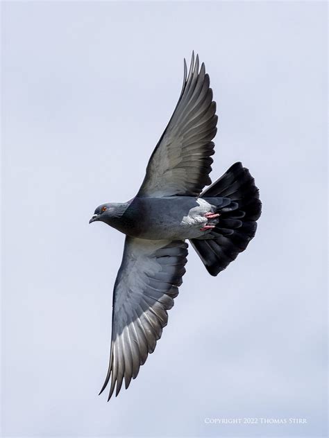 Pigeons In Flight Small Sensor Photography By Thomas Stirr