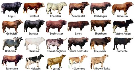 American Cow Breeds