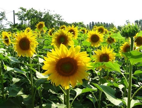 Gambar di bawah ini merupakan gambar mearnai kegiatan belajar di sekolah. Belajar mewarnai bunga matahari untuk anak