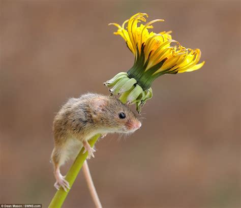 Harvest Mice Are Seen Playing Among The Plants In Dorset Daily Mail