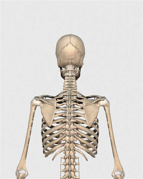 Posterazzi Rear View Of Human Skeletal System Showing Upper Back