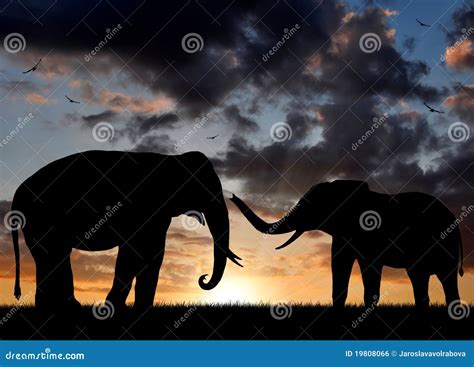 Silhouette Elephant Stock Photo Image Of Dusk Horizon 19808066
